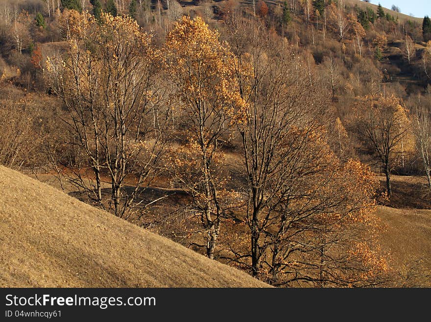 Beautiful landscape and trees in fall season