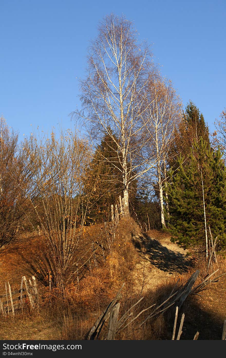 Infrastructure and trees in autumn season. Infrastructure and trees in autumn season