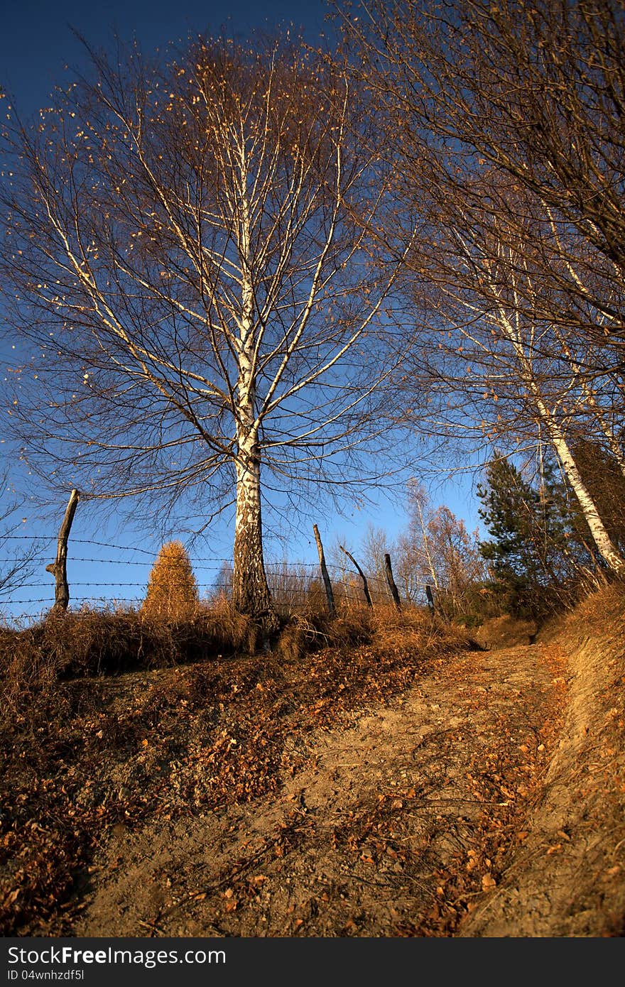 Road in fall season