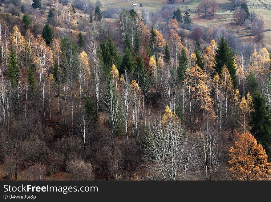 Trees in fall season