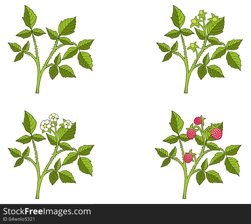 Raspberry Growth Phases