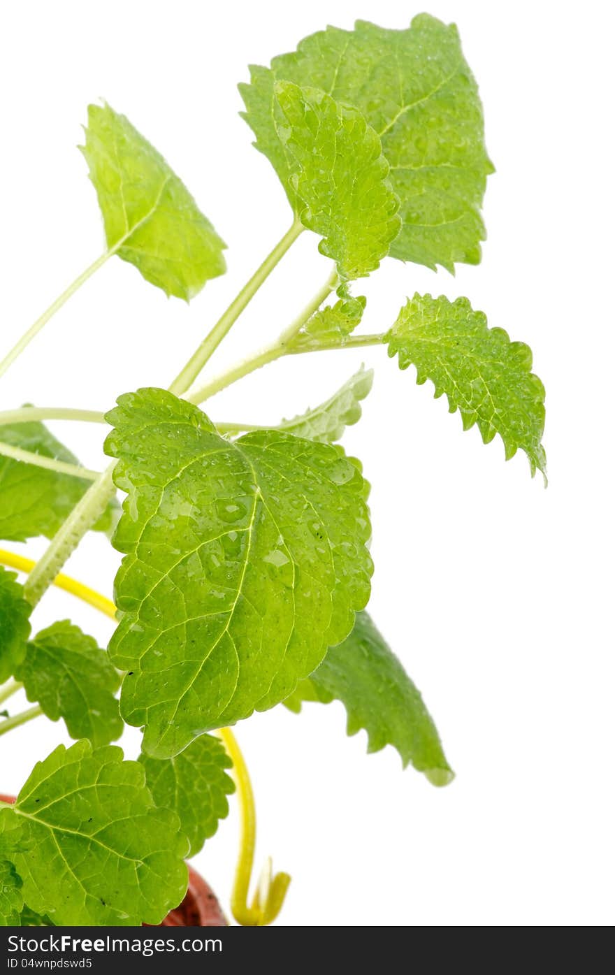 Lemon-balm