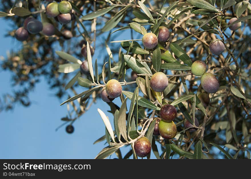 Olives