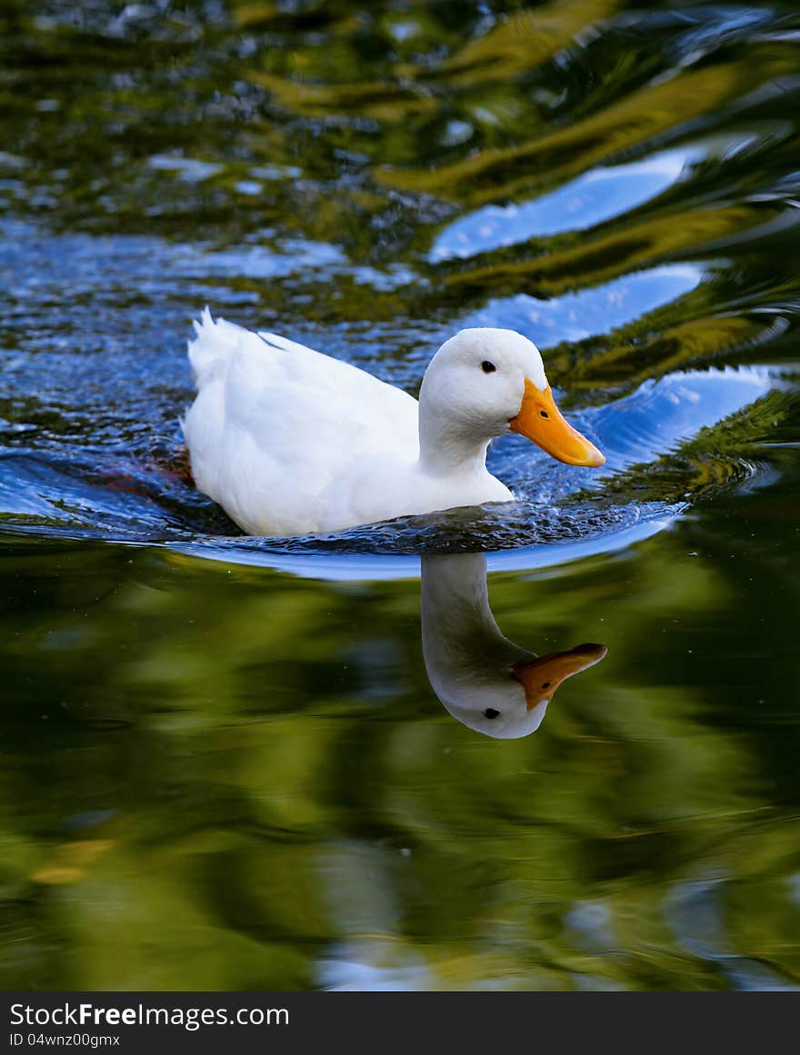 White duck reflected in the lake