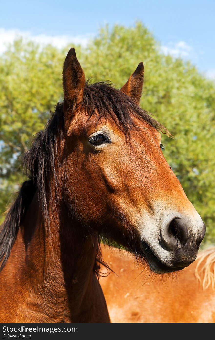 Beautiful brown horse interest for the photograph