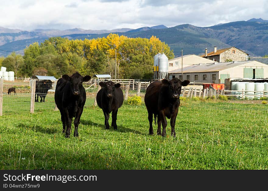 Curious cows in a dairy farm pasture