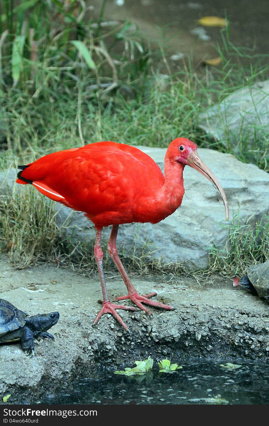Scarlet Ibis Perched On The Edge Of A Pond Being Watched By A Turtle
