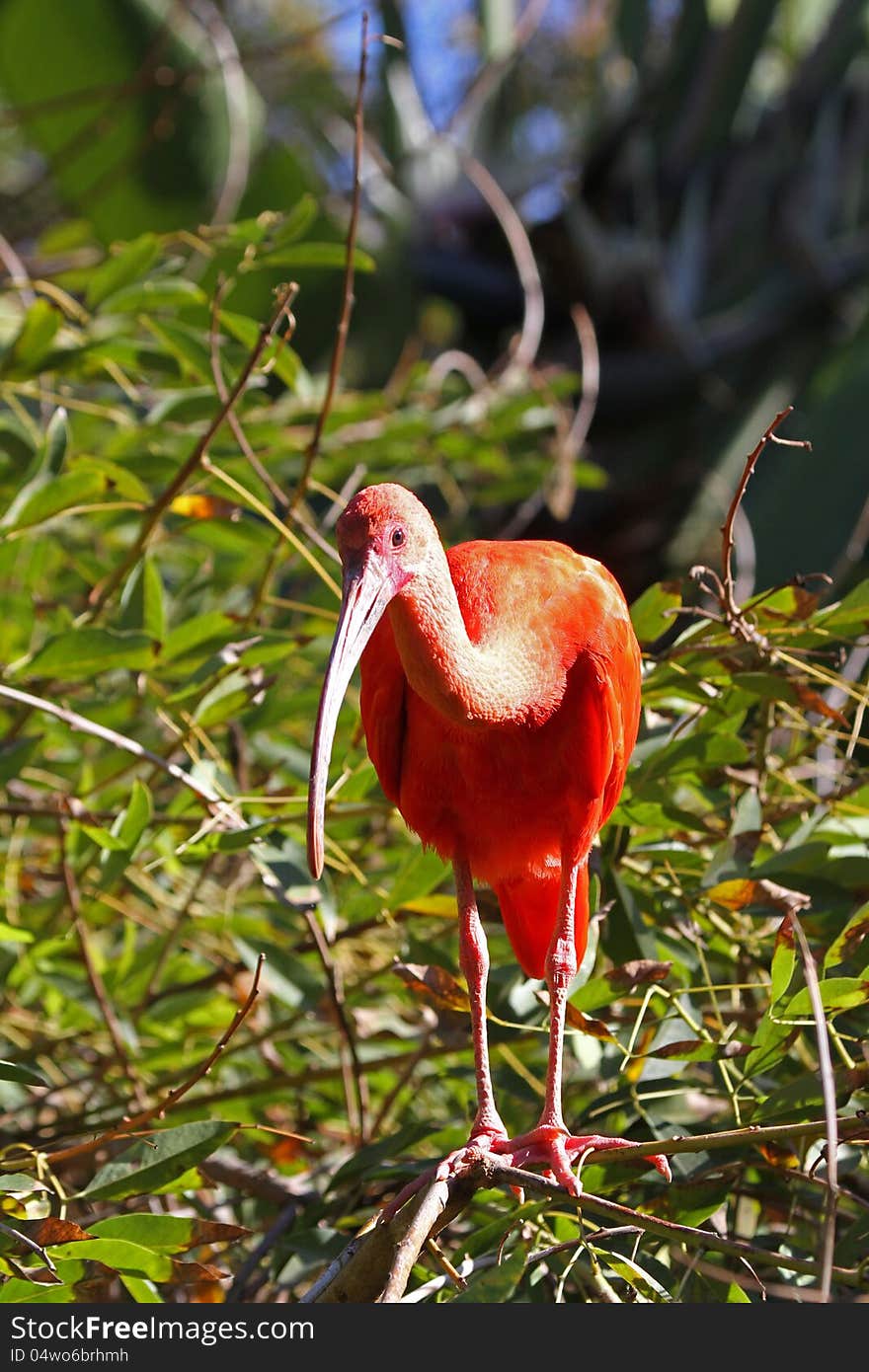 Scarlet Ibis Perched in Green Tree