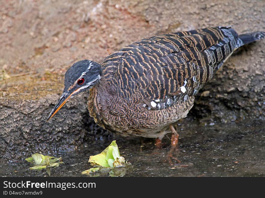 Gray Necked Wood Rail Wading In Pond