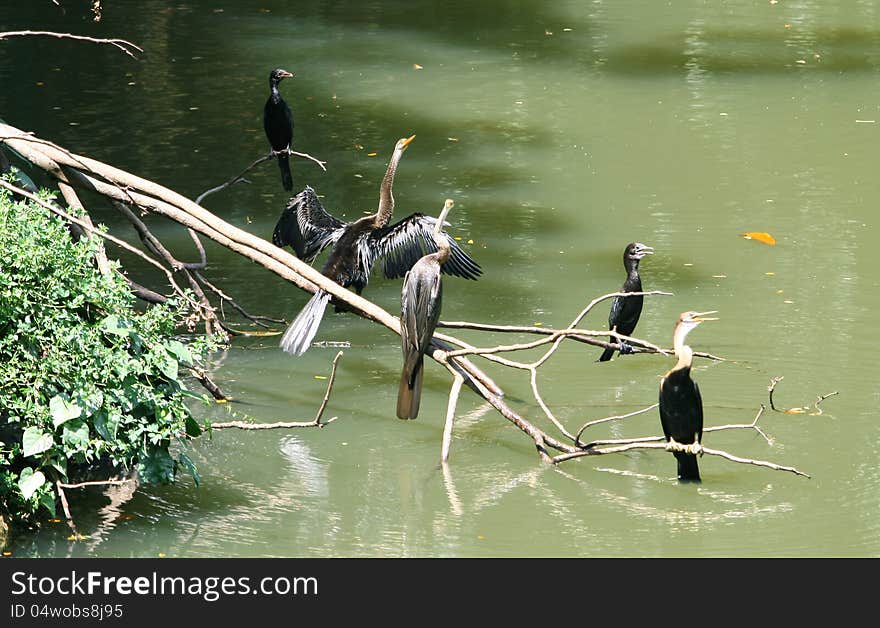 Cormorants resting