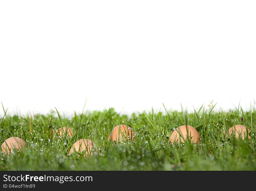 Eggs lie in a wet meadow. Eggs lie in a wet meadow