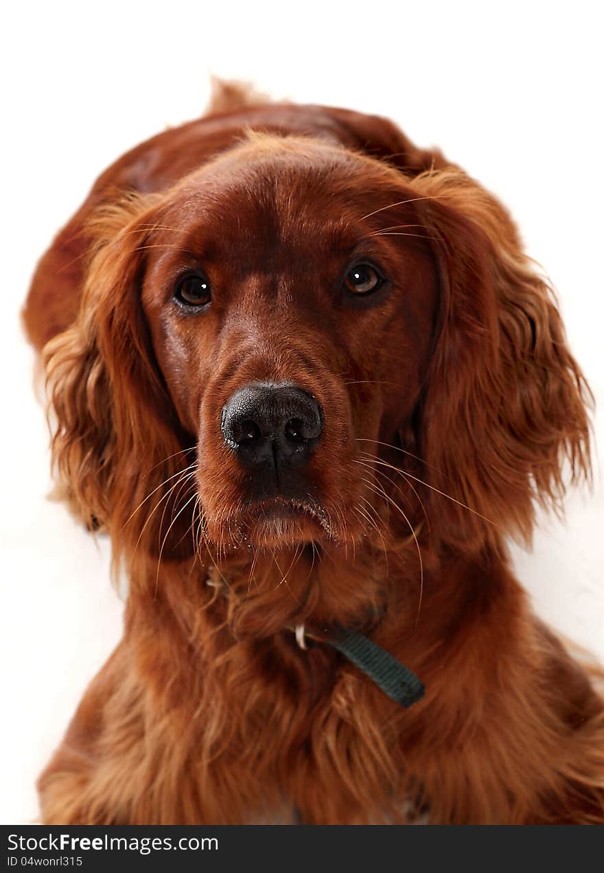 Portrait of an Irish Red Setter  dog looking up on a white background.