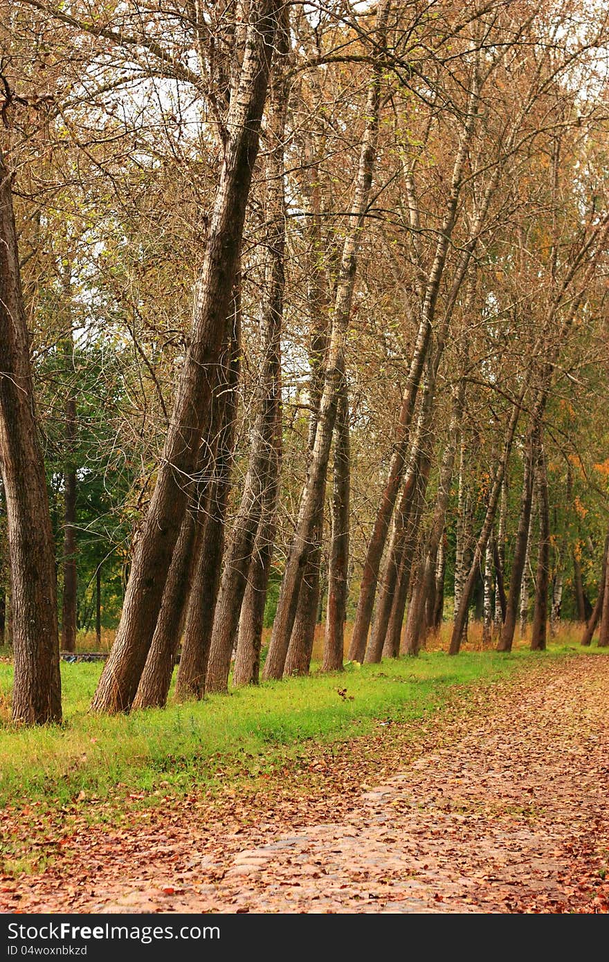 Autumn park, vertical tranquil background