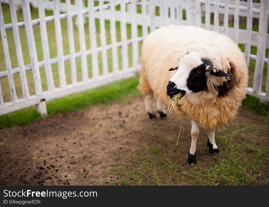 Sheep eating a grass in the garden at lampang, thailand. Sheep eating a grass in the garden at lampang, thailand