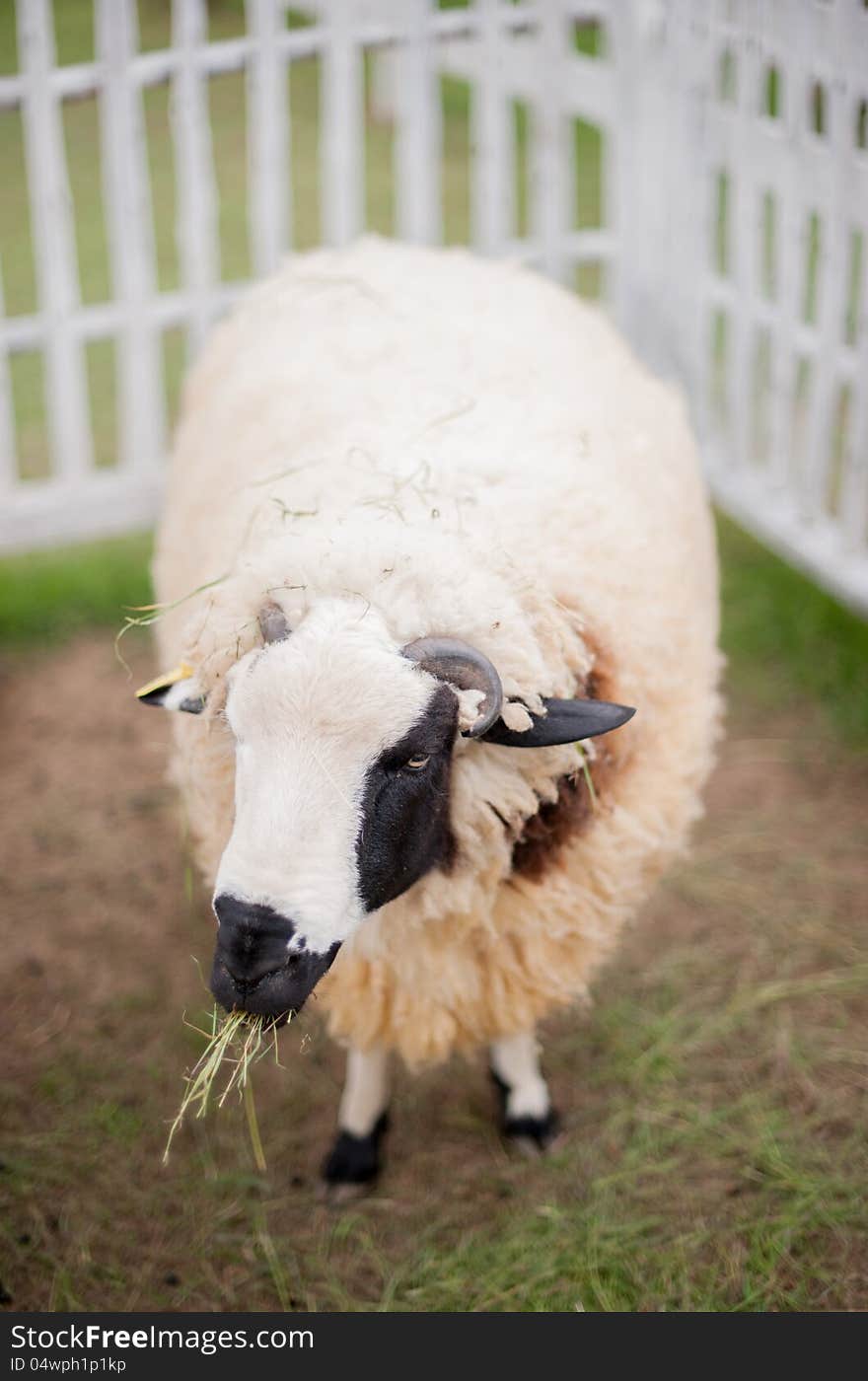 Sheep is eating grass in the park lampang, thailand. Sheep is eating grass in the park lampang, thailand