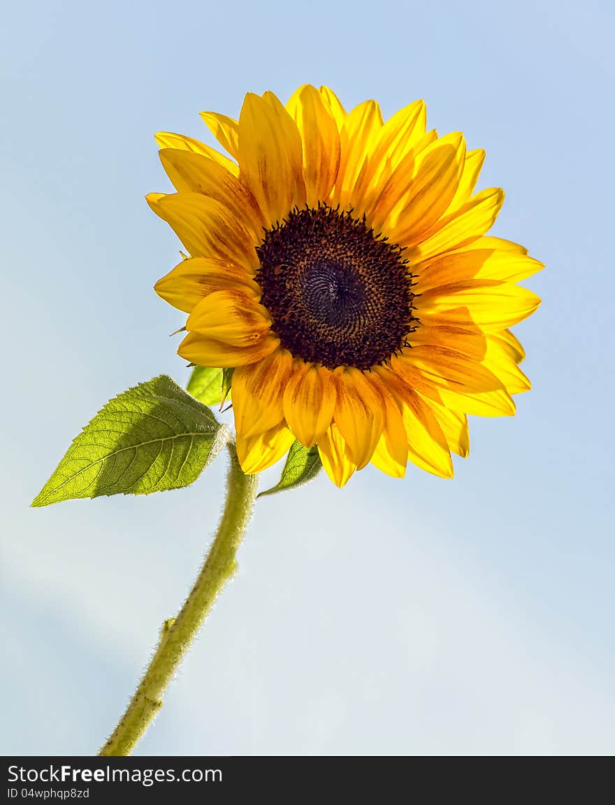 Sunflower in the sky