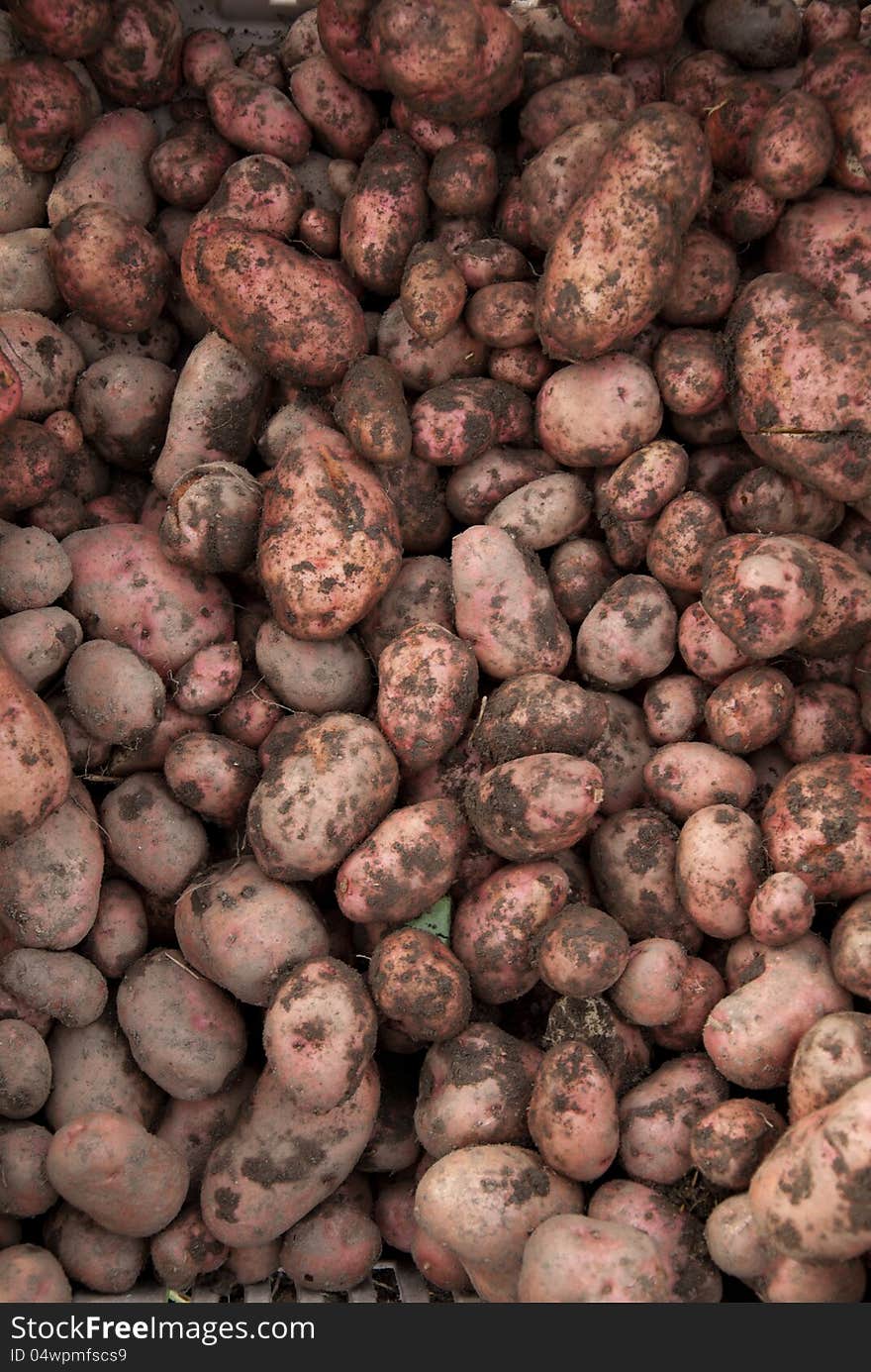 Unwashed, earthy, freshly harvested potatoes fresh from the harvest. Unwashed, earthy, freshly harvested potatoes fresh from the harvest