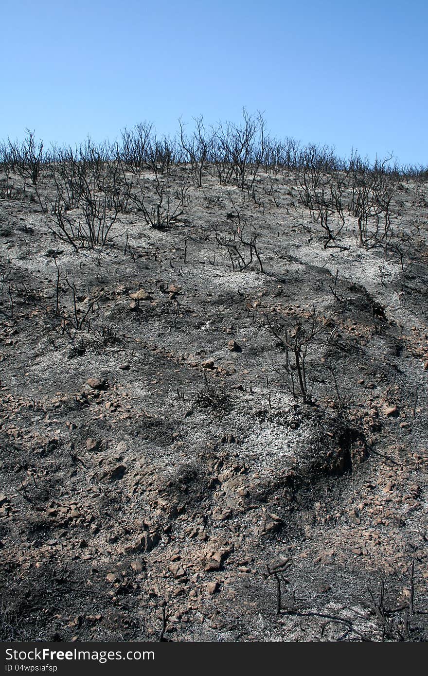 Wildfire ash and burned bushes on grey stone ground. Wildfire ash and burned bushes on grey stone ground