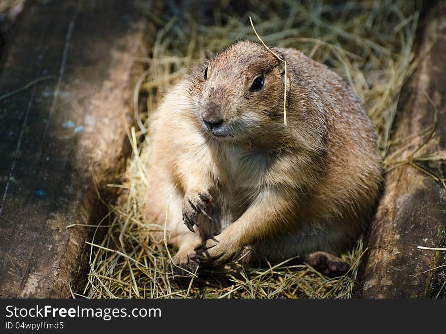 A Prairie Dog