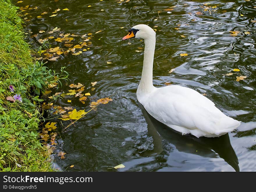 White swan in the pond of autumnal park, Cesis, Latvia. White swan in the pond of autumnal park, Cesis, Latvia