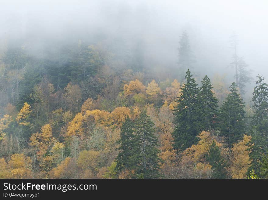 Fall and fog in the Great Smoky Mountains.