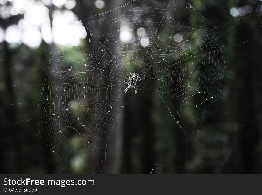 Detail of uncompleted spiderweb with spider on the center, waiting for its prey. Detail of uncompleted spiderweb with spider on the center, waiting for its prey.