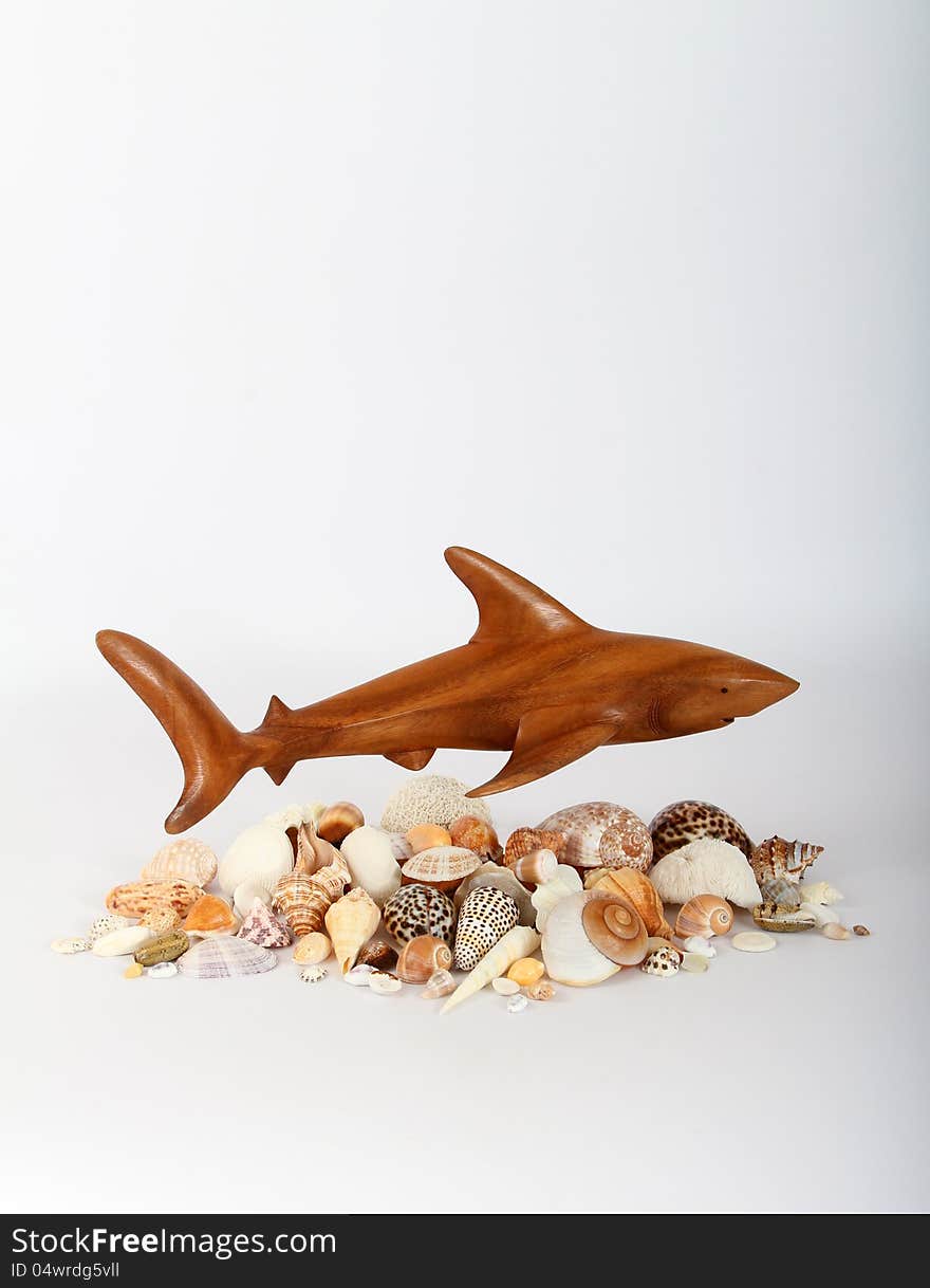 Shark And Sea Shells