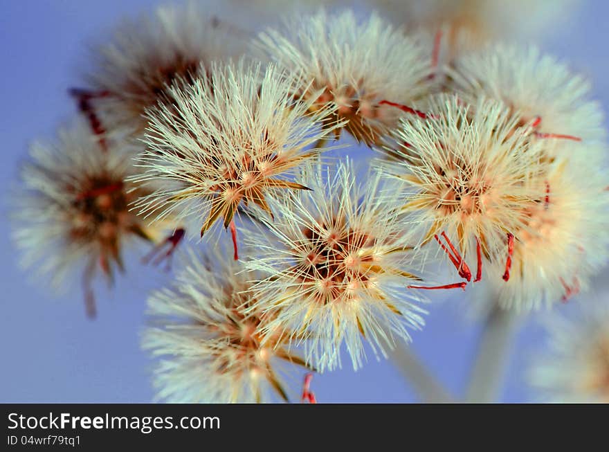 Little Iron Weed