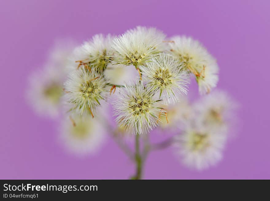 Little Iron Weed