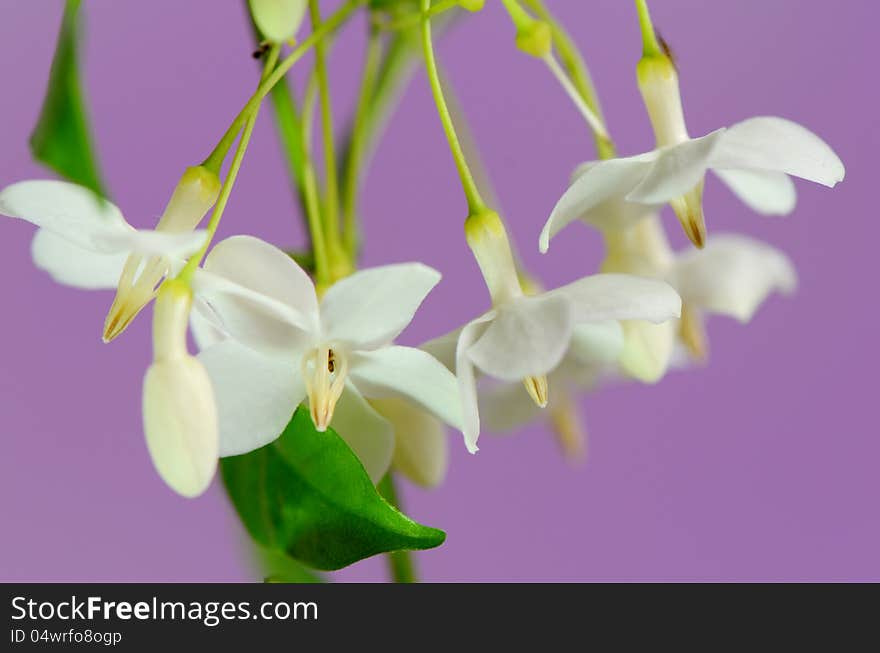 White Flowers.