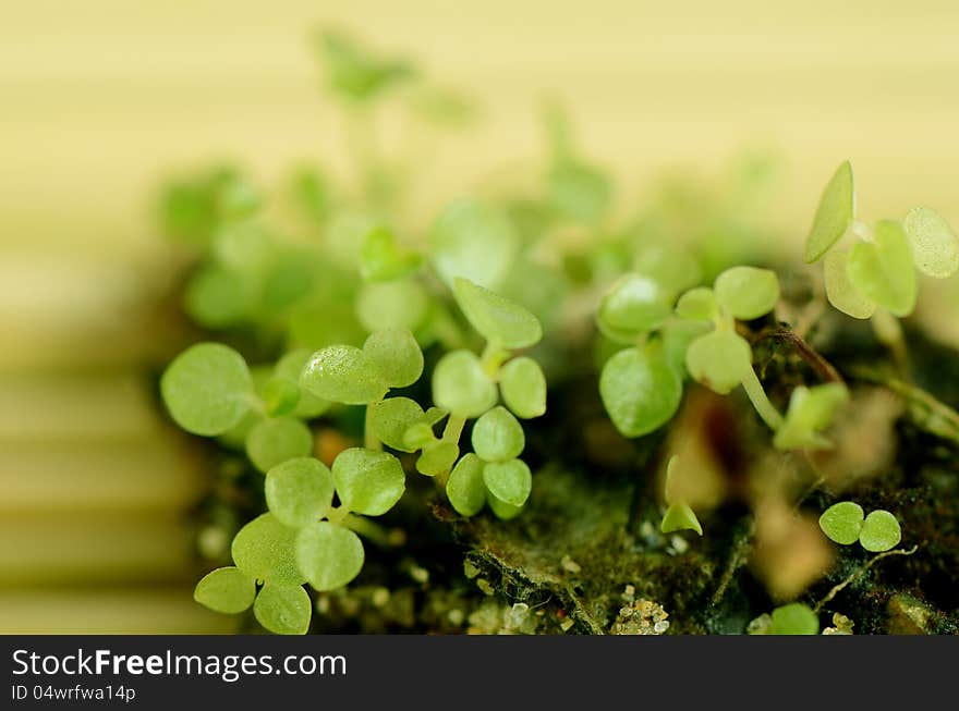 Group of very young trees decorated on bamboo mat. Group of very young trees decorated on bamboo mat.