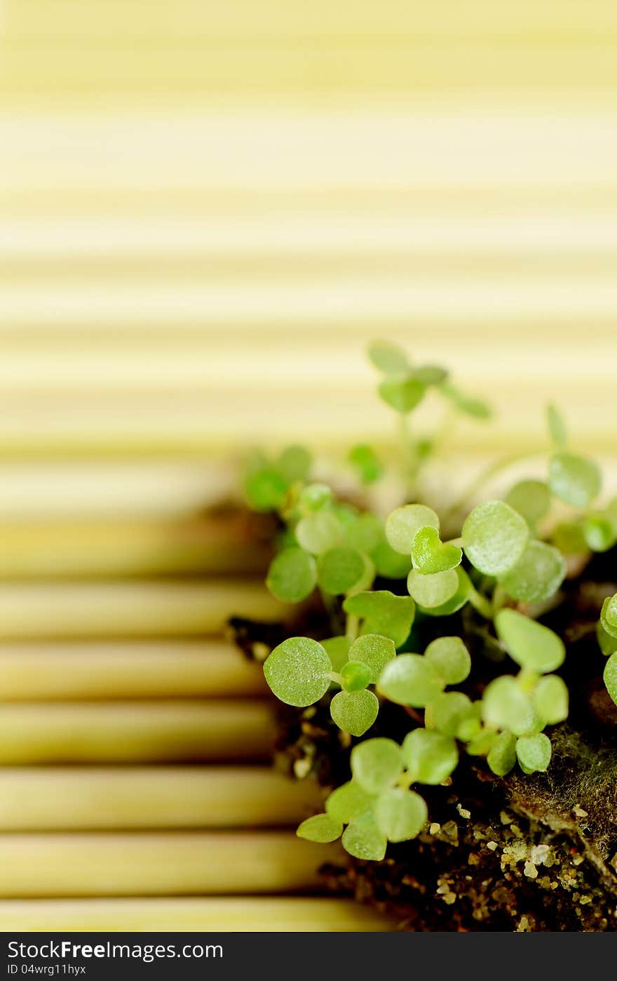 Group of very young trees decorated on bamboo mat. Group of very young trees decorated on bamboo mat.