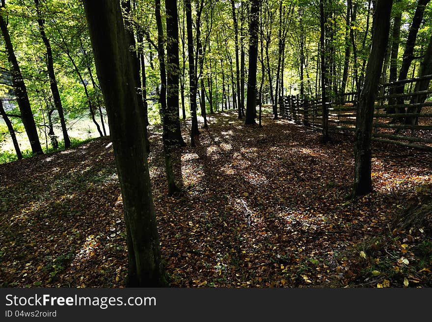 Autumn landscape of young grey forest