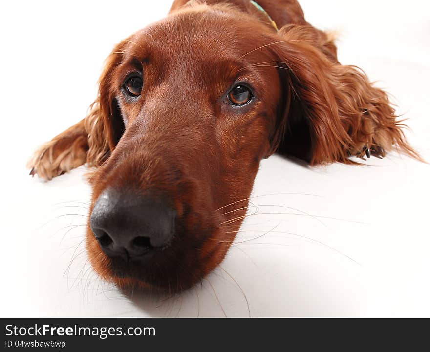 Irish seter dog, taken at fun angle with wide angle lens. Irish seter dog, taken at fun angle with wide angle lens