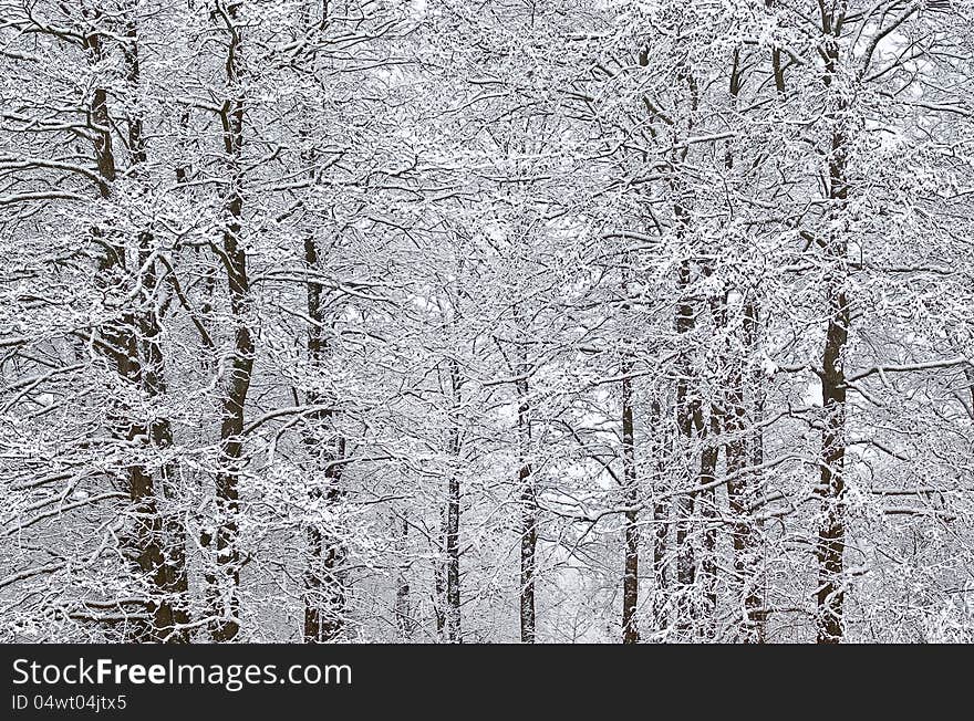 Alder trees after a snowfall. Alder trees after a snowfall