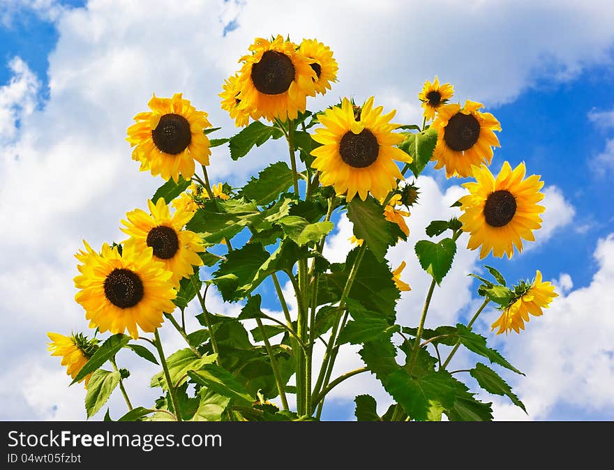 Yellow flowers