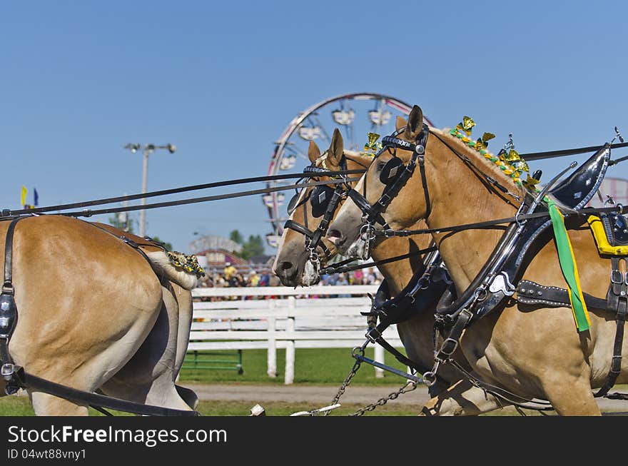 Belgian Draft Horses at Country Fair