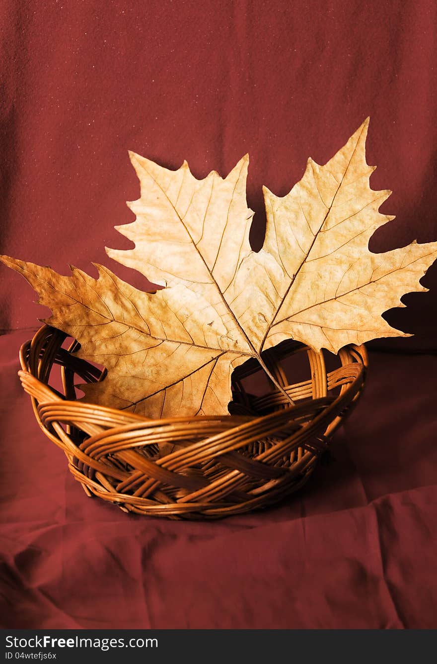 Autumn concept,leaf and red background