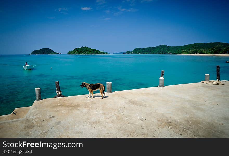 Dog wait for it's boss at seaside. Dog wait for it's boss at seaside