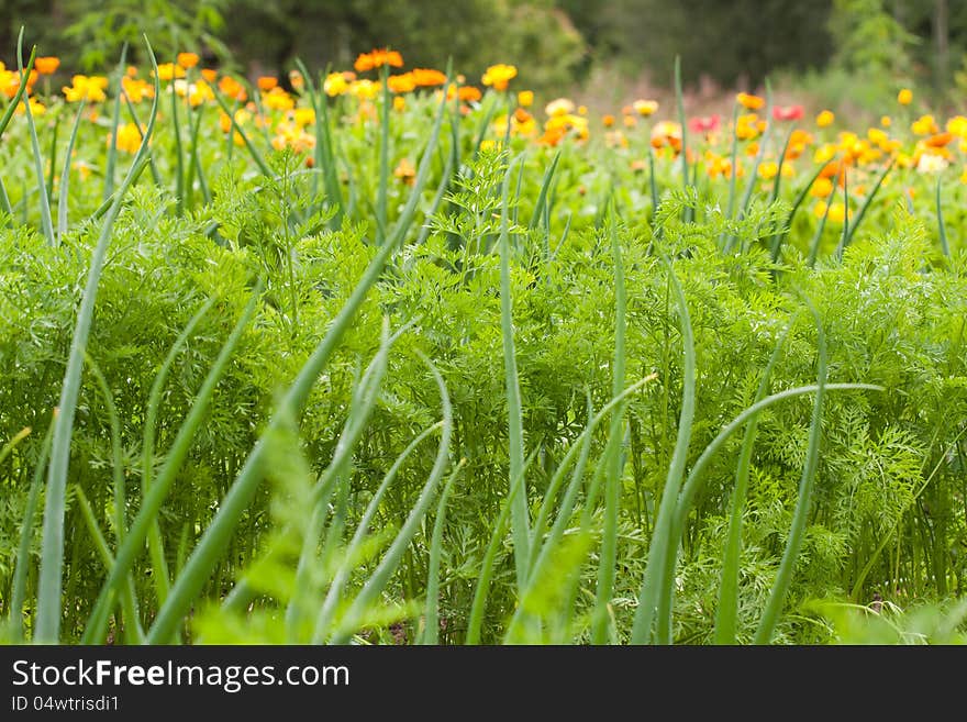 Carrot tops and scallion in vegetable garden