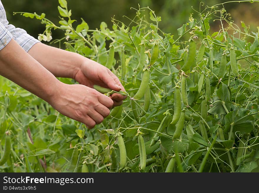 Women hand harvesting Pea pods in vegetable garden.