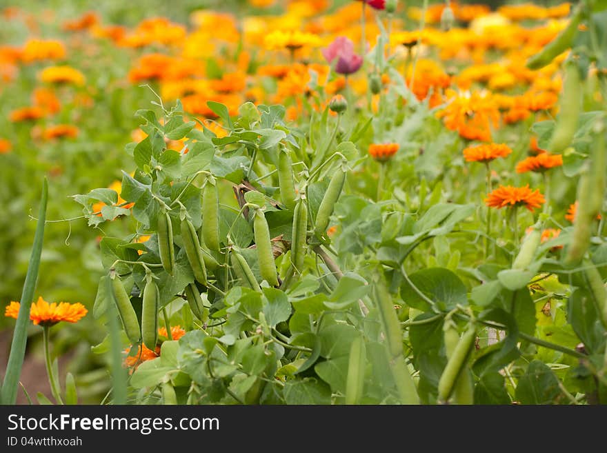 Pea plants and Calendula