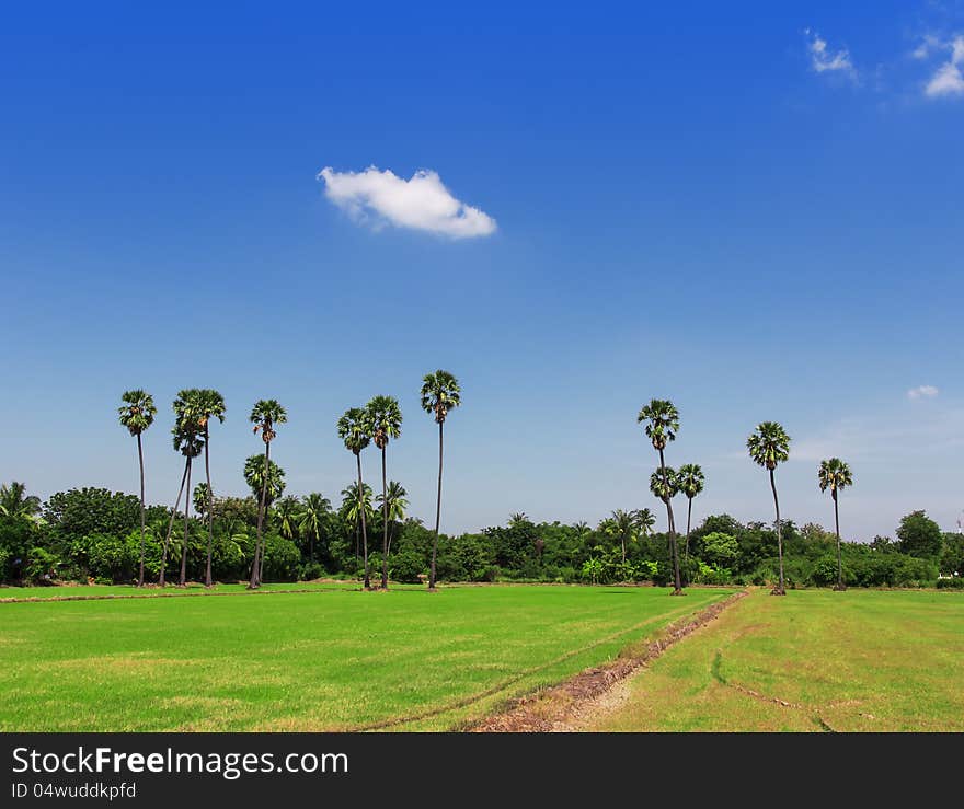 Palm tree in a rice field with blue sky. Palm tree in a rice field with blue sky