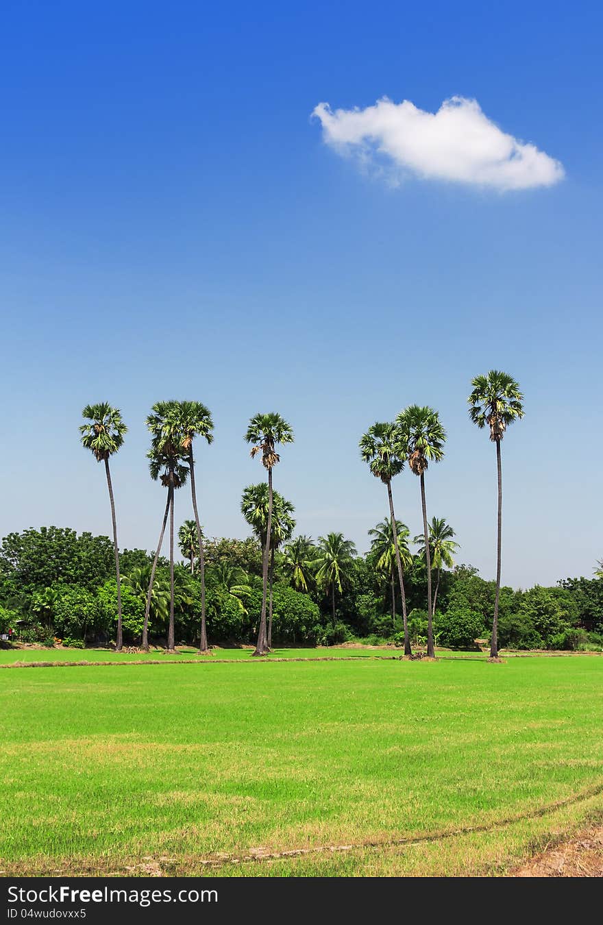 Palm tree in a rice field with blue sky. Palm tree in a rice field with blue sky