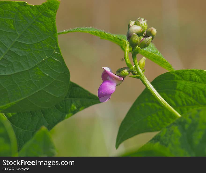 Sweet Pea Flower