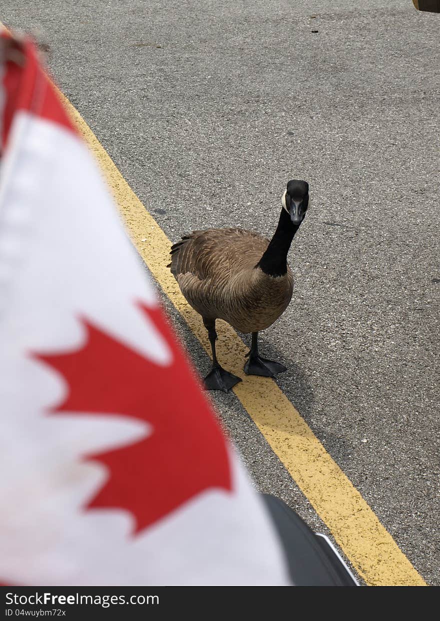 A Canadian goose peeks around the side of a canadian flag. A Canadian goose peeks around the side of a canadian flag