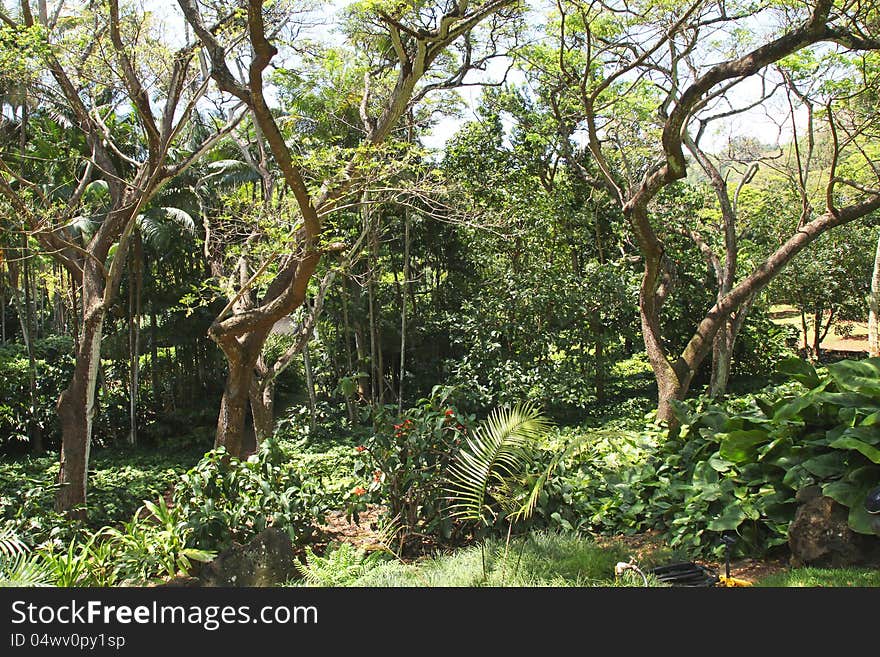 This is part of the lush, rain forest that we saw as we walked along a guided tour of Allerton Gardens, in the National Botanical Gardens Gardens, on the Island of Kauai, Hawaii. Photo taken on May 21, 2012. This is part of the lush, rain forest that we saw as we walked along a guided tour of Allerton Gardens, in the National Botanical Gardens Gardens, on the Island of Kauai, Hawaii. Photo taken on May 21, 2012.