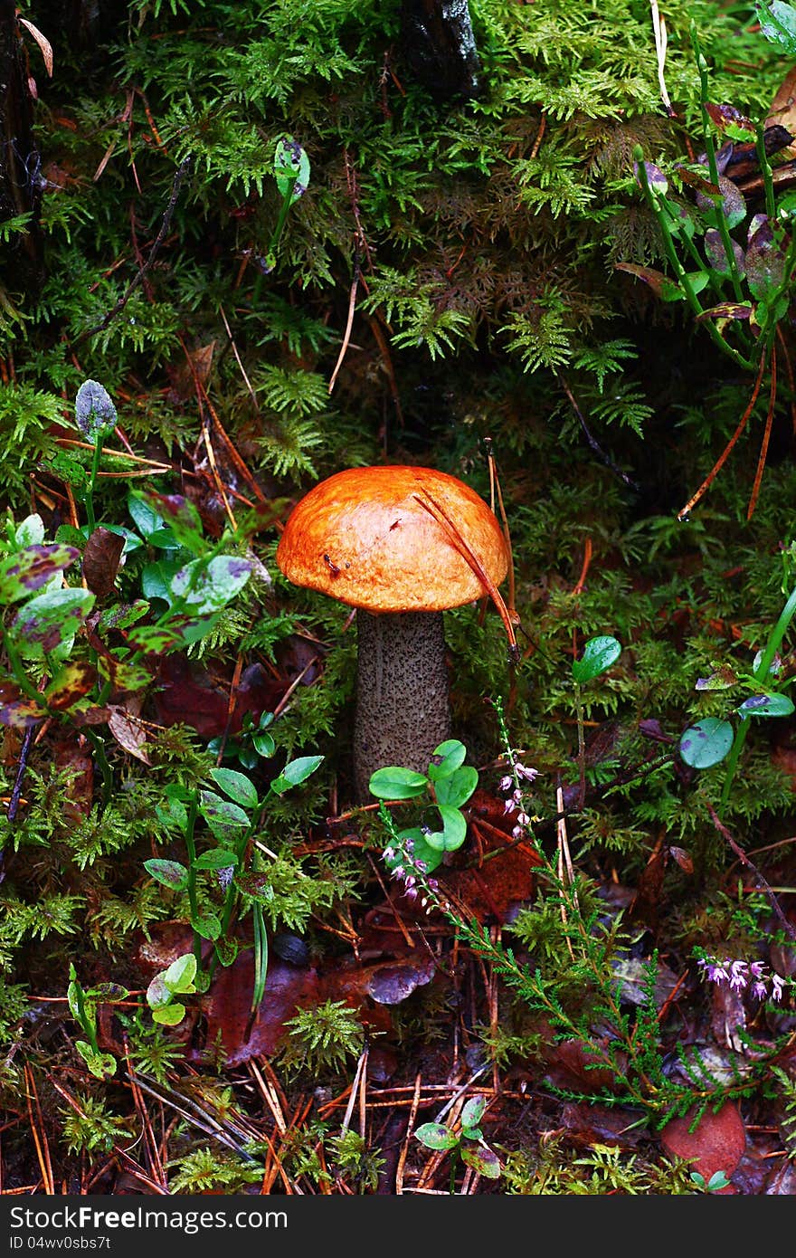 The aspen mushroom with a bright orange hat grows among small forest plants. The aspen mushroom with a bright orange hat grows among small forest plants.