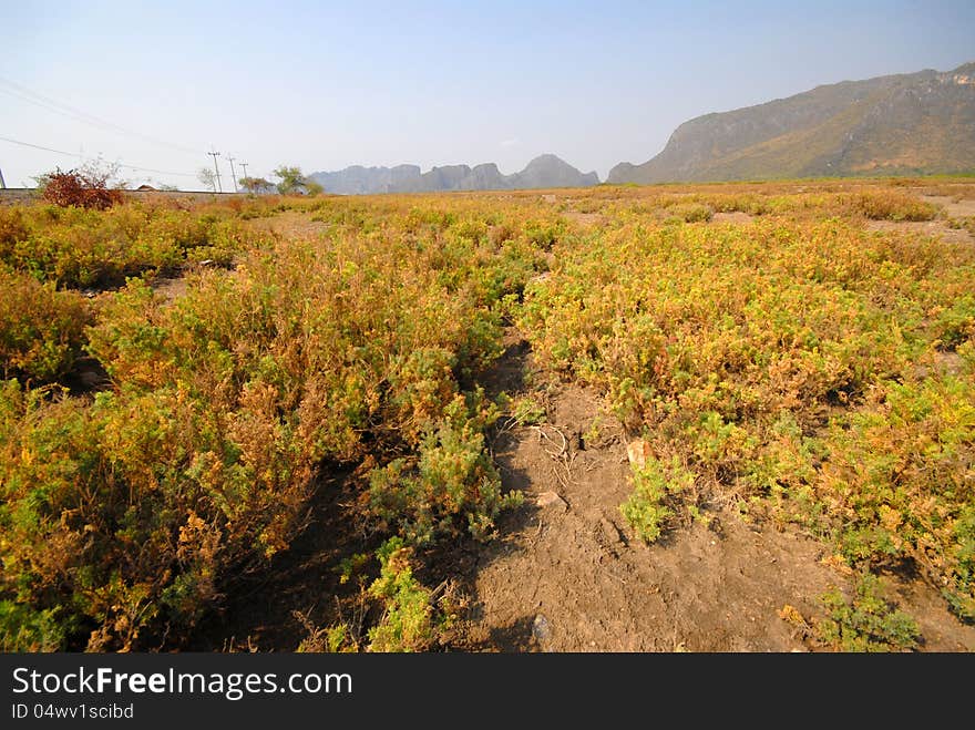 Suaeda maritima field in Sam Roi Yot National Park.Prachuap Khiri Khan Province.Thailand. Suaeda maritima field in Sam Roi Yot National Park.Prachuap Khiri Khan Province.Thailand.