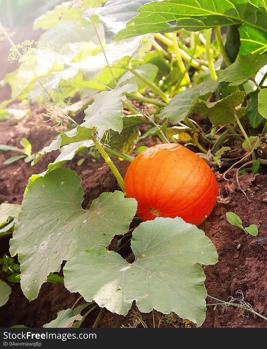 Pumpkin